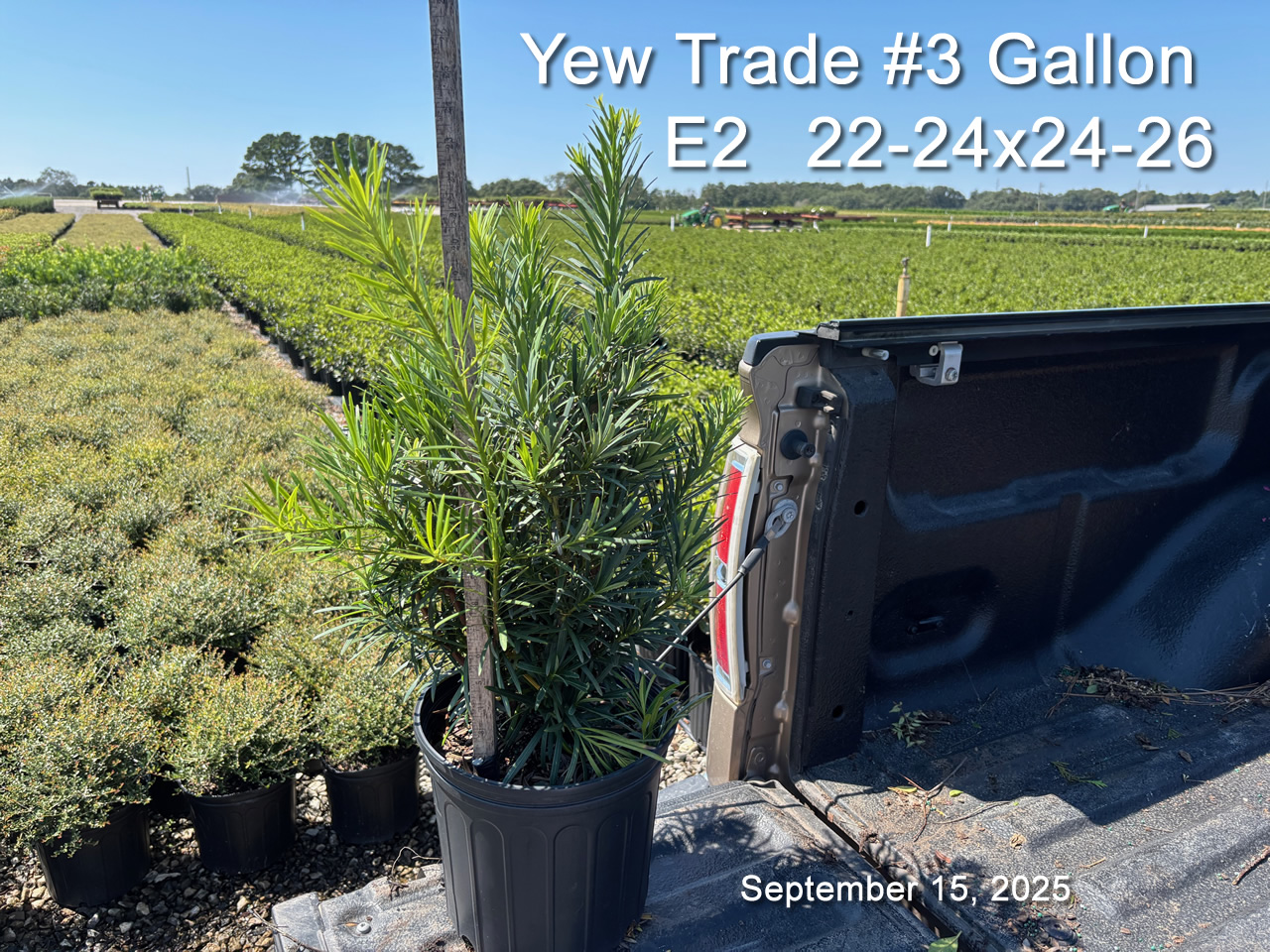 gallery/yew3t e2 sept15.jpg